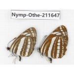 Neptis sappho ssp. China, Sichuan, Ganzi, S Slop of Mt.Gonggashan. 2M. Nymp-Othe-211647.