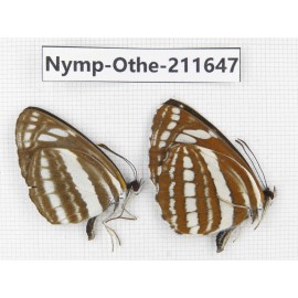 Neptis sappho ssp. China, Sichuan, Ganzi, S Slop of Mt.Gonggashan. 2M. Nymp-Othe-211647.