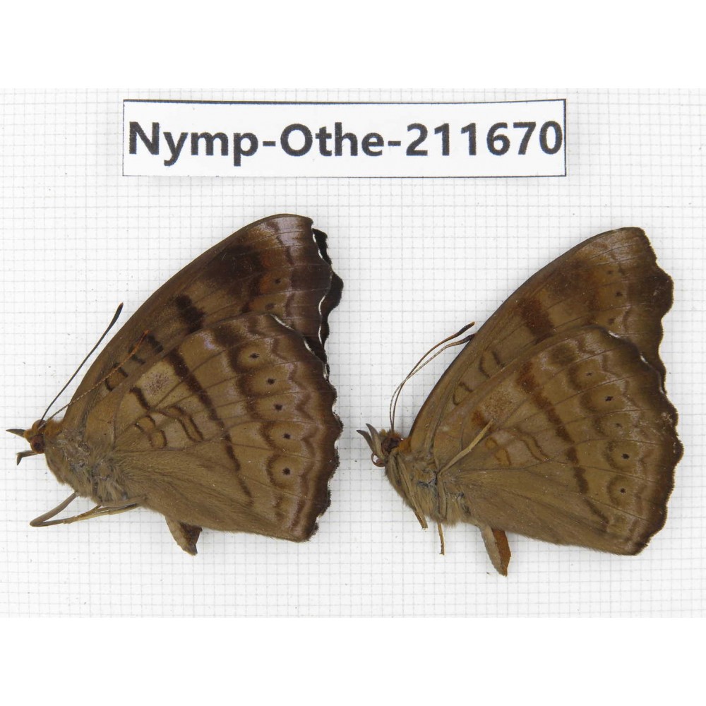 Pseudergolis wedah. China, Sichuan, Ganzi, S Slop of Mt.Gonggashan. 2M. Nymp-Othe-211670.