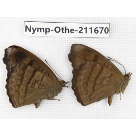Pseudergolis wedah. China, Sichuan, Ganzi, S Slop of Mt.Gonggashan. 2M. Nymp-Othe-211670.