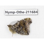 Vanessa indica ssp. China, Sichuan, Ganzi, S Slop of Mt.Gonggashan. 1M. Nymp-Othe-211684.