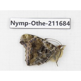 Vanessa indica ssp. China, Sichuan, Ganzi, S Slop of Mt.Gonggashan. 1M. Nymp-Othe-211684.