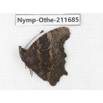 Kaniska canace ssp. China, Sichuan, Ganzi, S Slop of Mt.Gonggashan. 1M. Nymp-Othe-211685.