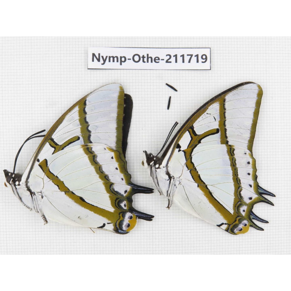 Polyura eudamippus ssp. China, Sichuan, Ganzi, S Slop of Mt.Gonggashan. 2M. Nymp-Othe-211719.