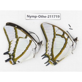 Polyura eudamippus ssp. China, Sichuan, Ganzi, S Slop of Mt.Gonggashan. 2M. Nymp-Othe-211719.