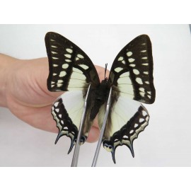 Polyura eudamippus ssp. China, Sichuan, Ganzi, S Slop of Mt.Gonggashan. 2M. Nymp-Othe-211719.