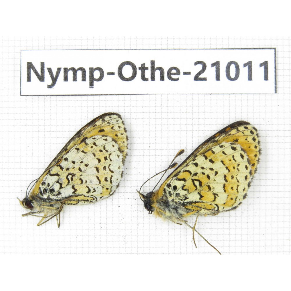 Melitaea agar ssp. China, Sichuan, Ganzi, Xinduqiao, Mt.Gaoersishan. 2M. Nymp-Othe-21011.