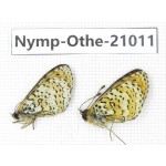 Melitaea agar ssp. China, Sichuan, Ganzi, Xinduqiao, Mt.Gaoersishan. 2M. Nymp-Othe-21011.