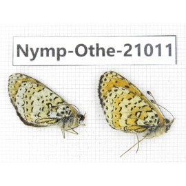 Melitaea agar ssp. China, Sichuan, Ganzi, Xinduqiao, Mt.Gaoersishan. 2M. Nymp-Othe-21011.