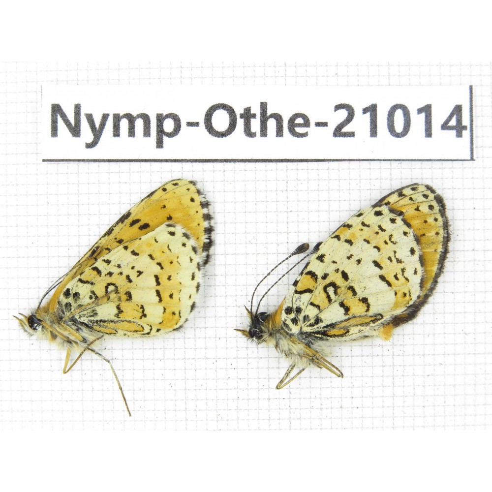 Melitaea agar ssp. China, Sichuan, Ganzi, Xinduqiao, Mt.Gaoersishan. 2M. Nymp-Othe-21014.