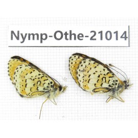 Melitaea agar ssp. China, Sichuan, Ganzi, Xinduqiao, Mt.Gaoersishan. 2M. Nymp-Othe-21014.
