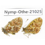 Clossiana gong ssp. China, Sichuan, Ganzi, Xinduqiao, Mt.Gaoersishan. 1P. Nymp-Othe-21025.