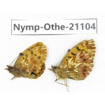 Clossiana gong ssp. China, Sichuan, Ganzi, Xinduqiao, Mt.Gaoersishan. 2M. Nymp-Othe-21104.