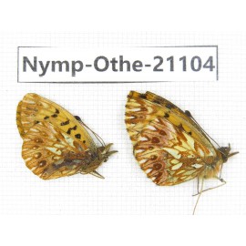 Clossiana gong ssp. China, Sichuan, Ganzi, Xinduqiao, Mt.Gaoersishan. 2M. Nymp-Othe-21104.