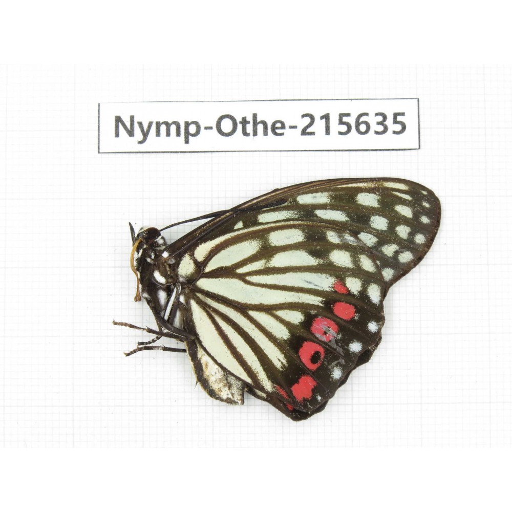 Hestina assimilis. China, Sichuan, Liangshan area, Dechang county. 1M. Nymp-Othe-215635.