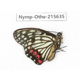 Hestina assimilis. China, Sichuan, Liangshan area, Dechang county. 1M. Nymp-Othe-215635.