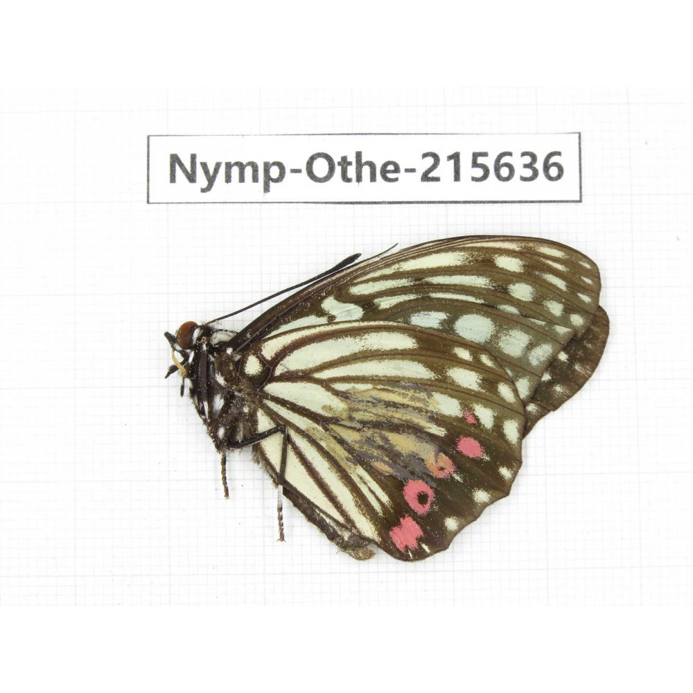 Hestina assimilis. China, Sichuan, Liangshan area, Dechang county. 1M. Nymp-Othe-215636.