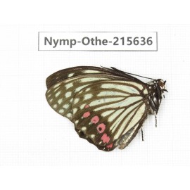 Hestina assimilis. China, Sichuan, Liangshan area, Dechang county. 1M. Nymp-Othe-215636.