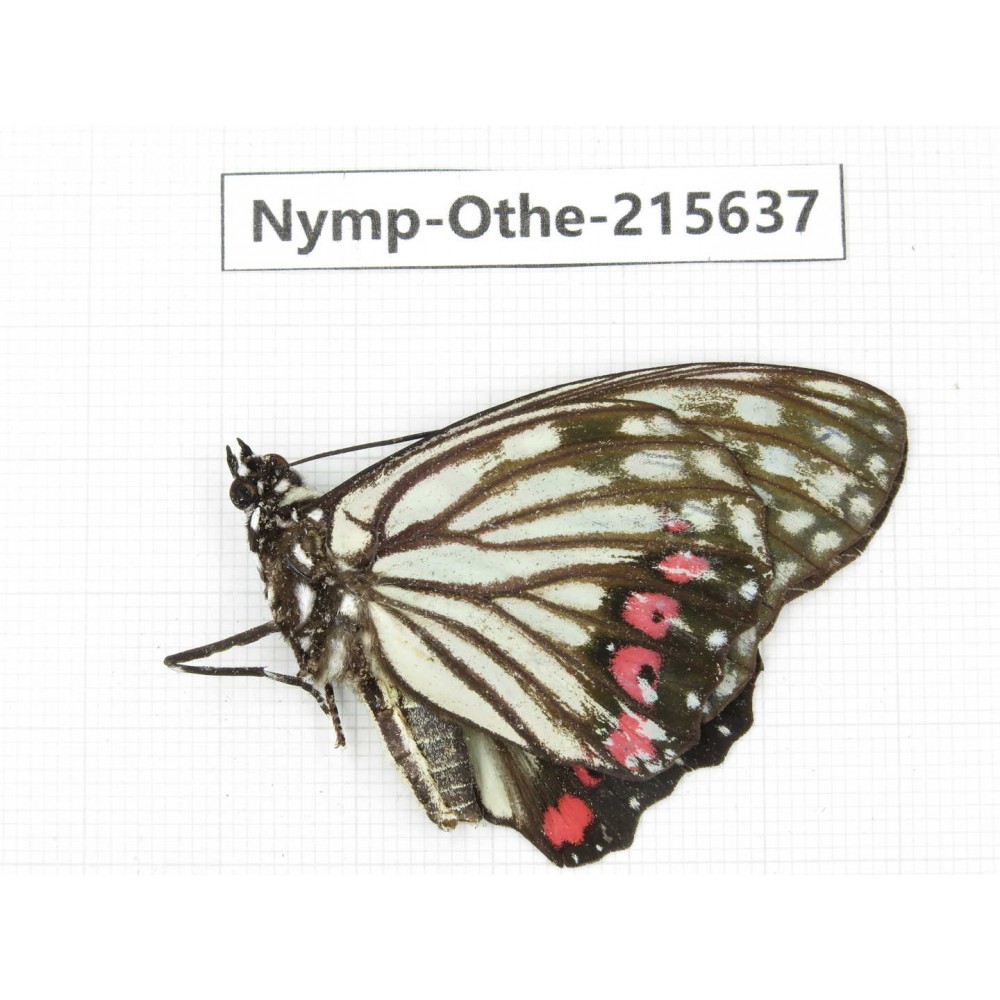 Hestina assimilis. China, Sichuan, Liangshan area, Dechang county. 1M. Nymp-Othe-215637.