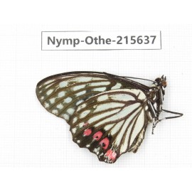 Hestina assimilis. China, Sichuan, Liangshan area, Dechang county. 1M. Nymp-Othe-215637.