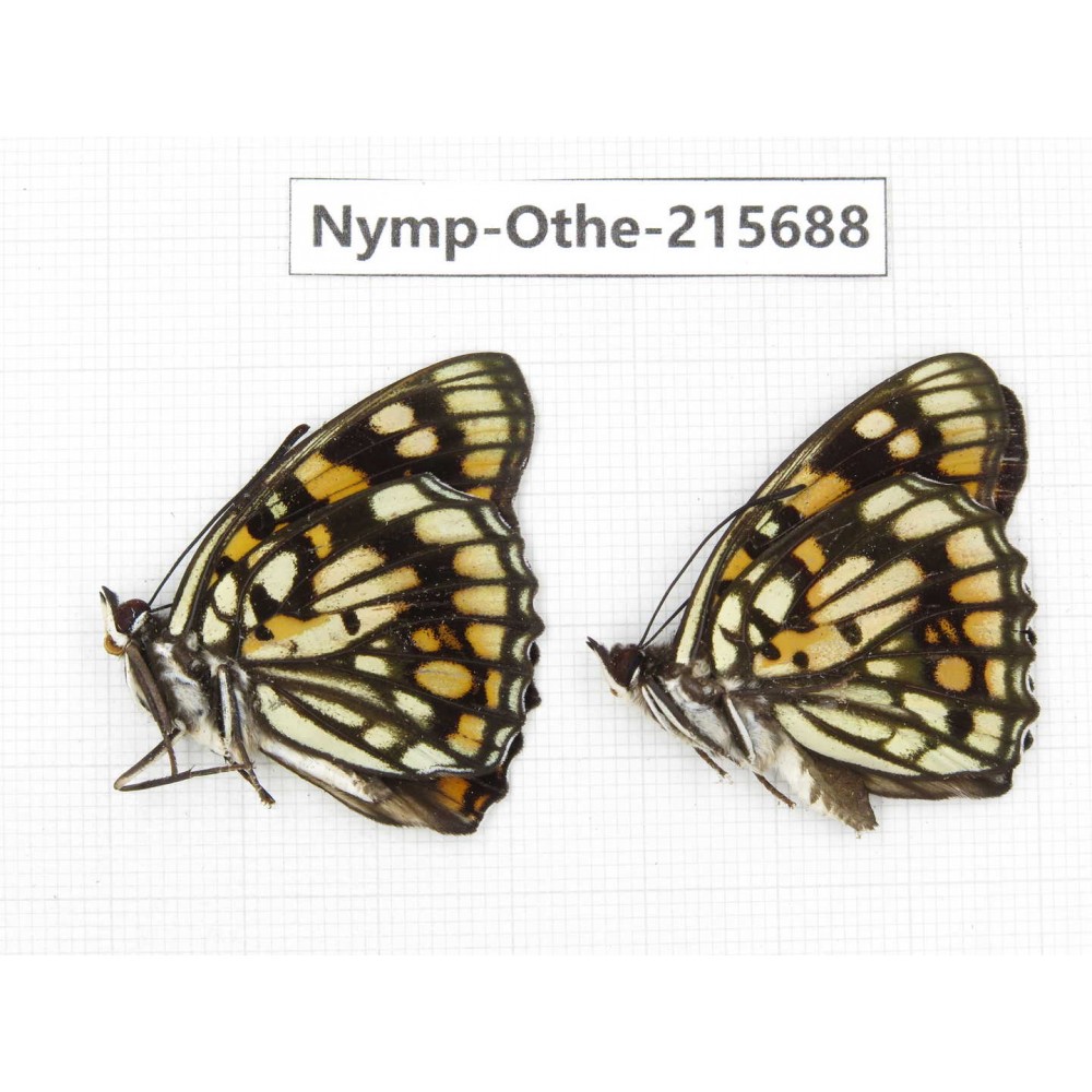 Sephisa princeps. China, Sichuan, Liangshan area, Dechang county. 2M. Nymp-Othe-215688.