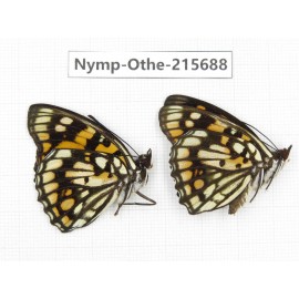 Sephisa princeps. China, Sichuan, Liangshan area, Dechang county. 2M. Nymp-Othe-215688.