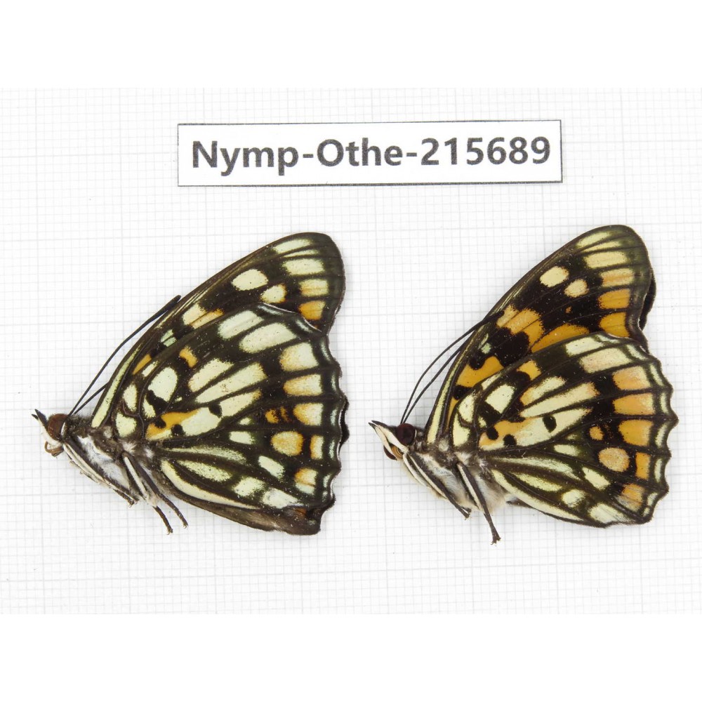 Sephisa princeps. China, Sichuan, Liangshan area, Dechang county. 2M. Nymp-Othe-215689.