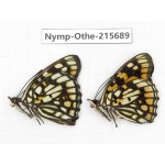 Sephisa princeps. China, Sichuan, Liangshan area, Dechang county. 2M. Nymp-Othe-215689.