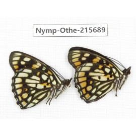 Sephisa princeps. China, Sichuan, Liangshan area, Dechang county. 2M. Nymp-Othe-215689.