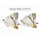 Cyrestis thyodamas. China, Sichuan, Liangshan area, Dechang county. 2M. Nymp-Othe-215715.