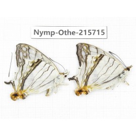 Cyrestis thyodamas. China, Sichuan, Liangshan area, Dechang county. 2M. Nymp-Othe-215715.