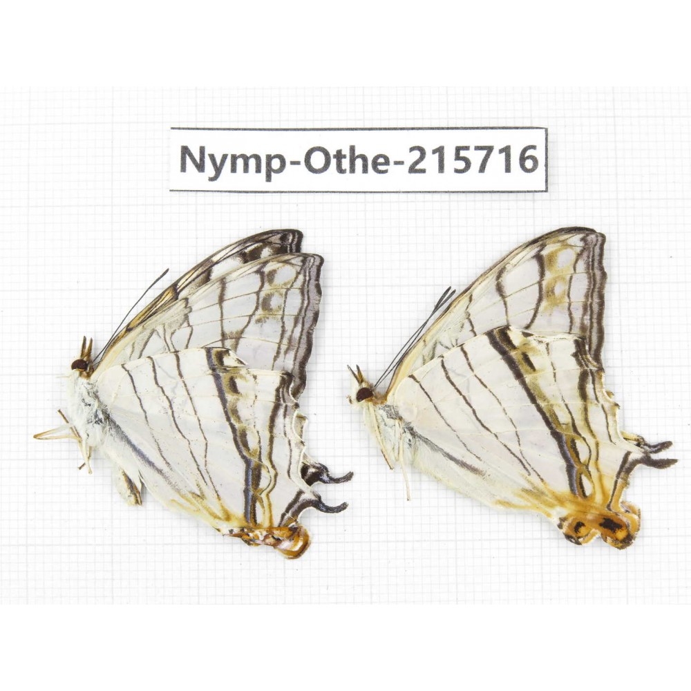 Cyrestis thyodamas. China, Sichuan, Liangshan area, Dechang county. 2M. Nymp-Othe-215716.