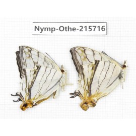 Cyrestis thyodamas. China, Sichuan, Liangshan area, Dechang county. 2M. Nymp-Othe-215716.