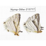 Cyrestis thyodamas. China, Sichuan, Liangshan area, Dechang county. 2M. Nymp-Othe-215717.