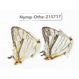 Cyrestis thyodamas. China, Sichuan, Liangshan area, Dechang county. 2M. Nymp-Othe-215717.