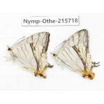 Cyrestis thyodamas. China, Sichuan, Liangshan area, Dechang county. 2M. Nymp-Othe-215718.