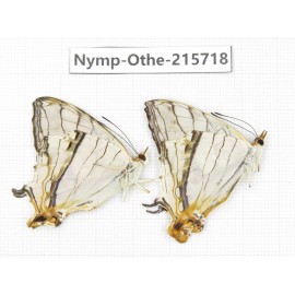 Cyrestis thyodamas. China, Sichuan, Liangshan area, Dechang county. 2M. Nymp-Othe-215718.