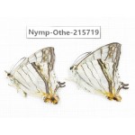 Cyrestis thyodamas. China, Sichuan, Liangshan area, Dechang county. 2M. Nymp-Othe-215719.