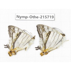 Cyrestis thyodamas. China, Sichuan, Liangshan area, Dechang county. 2M. Nymp-Othe-215719.