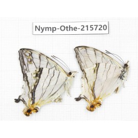 Cyrestis thyodamas. China, Sichuan, Liangshan area, Dechang county. 2M. Nymp-Othe-215720.