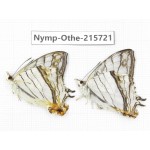 Cyrestis thyodamas. China, Sichuan, Liangshan area, Dechang county. 2M. Nymp-Othe-215721.