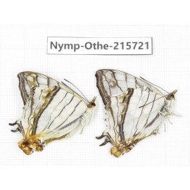 Cyrestis thyodamas. China, Sichuan, Liangshan area, Dechang county. 2M. Nymp-Othe-215721.