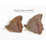 Charaxes marmax ssp. China, Sichuan, Liangshan area, Dechang county. 2M. Nymp-Othe-215792.