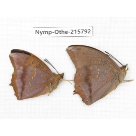 Charaxes marmax ssp. China, Sichuan, Liangshan area, Dechang county. 2M. Nymp-Othe-215792.