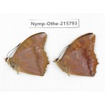 Charaxes marmax ssp. China, Sichuan, Liangshan area, Dechang county. 2M. Nymp-Othe-215793.
