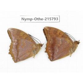 Charaxes marmax ssp. China, Sichuan, Liangshan area, Dechang county. 2M. Nymp-Othe-215793.