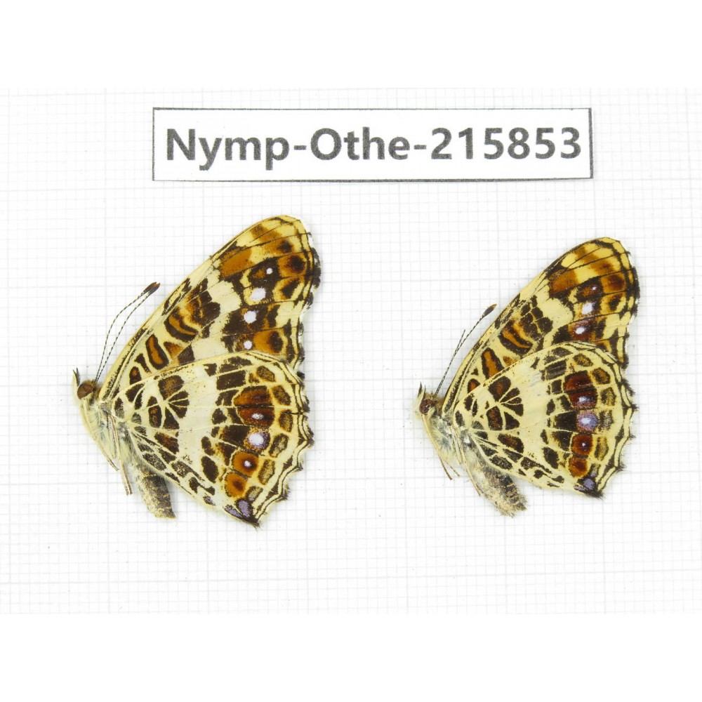 Araschnia doris. China, Sichuan, Liangshan area, Dechang county. 2M. Nymp-Othe-215853.