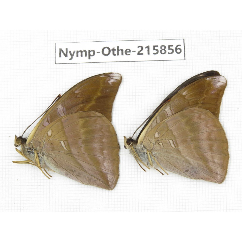 Auzakia danava. China, Sichuan, Liangshan area, Dechang county. 2M. Nymp-Othe-215856.