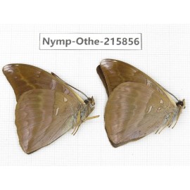 Auzakia danava. China, Sichuan, Liangshan area, Dechang county. 2M. Nymp-Othe-215856.
