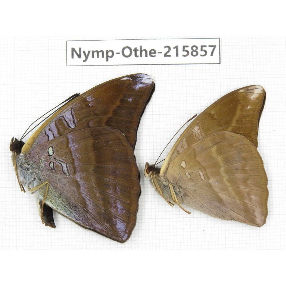 Auzakia danava. China, Sichuan, Liangshan area, Dechang county. 2M. Nymp-Othe-215857.
